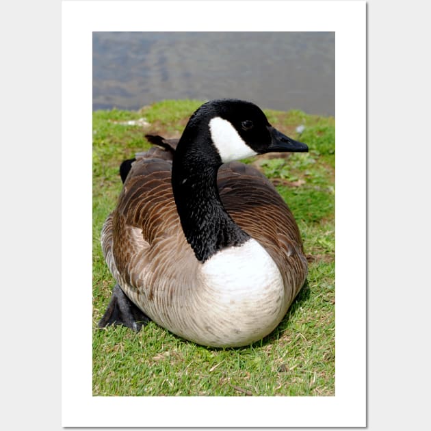 Canada Goose Canadian Geese Wild Bird Wall Art by AndyEvansPhotos